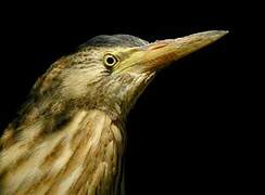 Little Bittern