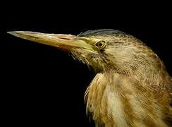 Little Bittern