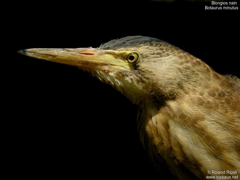 Little Bittern