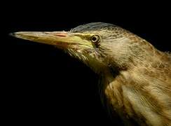 Little Bittern