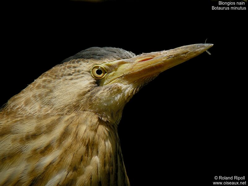 Little Bittern