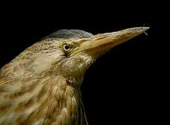 Little Bittern