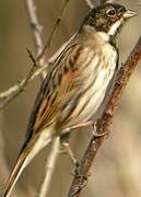 Common Reed Bunting