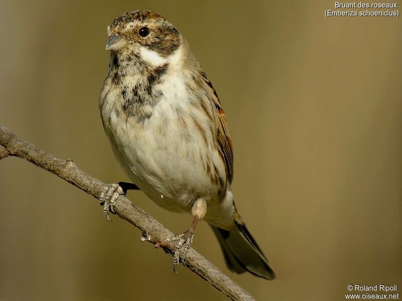 Bruant des roseaux