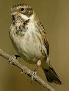 Common Reed Bunting