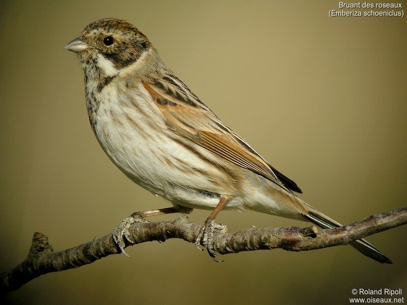 Common Reed Bunting male