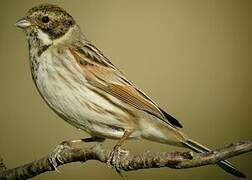 Common Reed Bunting