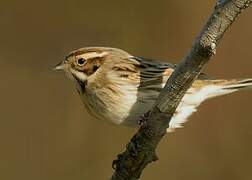 Common Reed Bunting