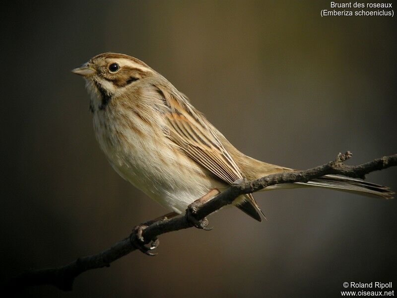 Bruant des roseaux