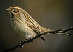 Common Reed Bunting