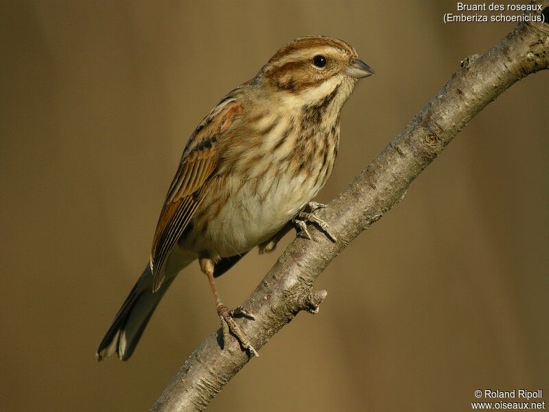 Bruant des roseaux femelle