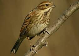 Common Reed Bunting