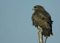 Buse variable