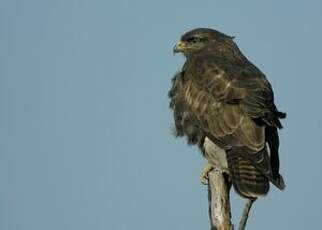 Buse variable