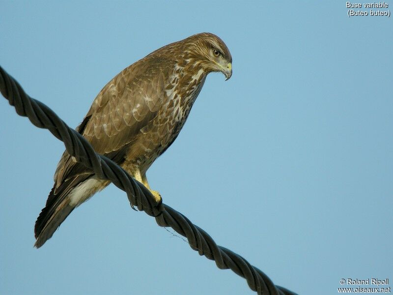 Common Buzzardadult post breeding