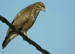 Common Buzzard