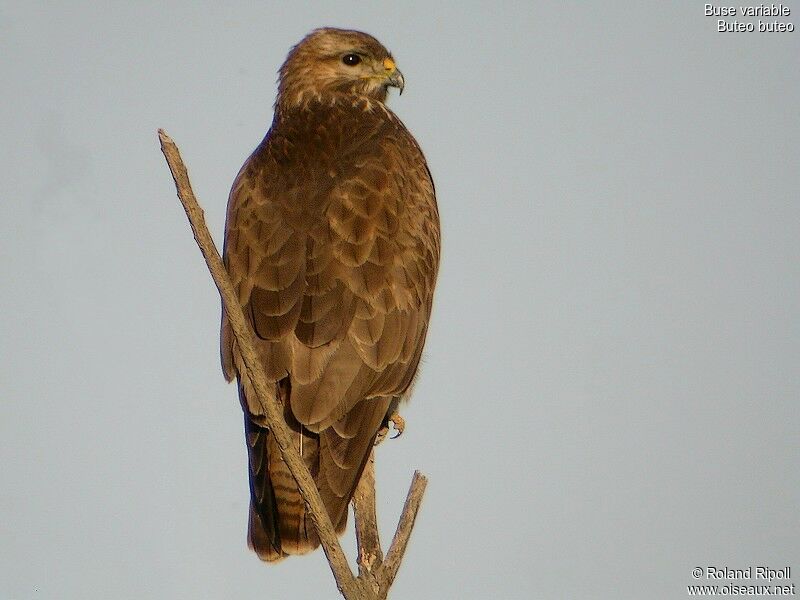 Common Buzzardadult post breeding