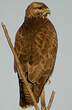 Buse variable