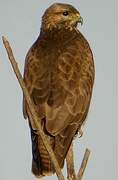 Common Buzzard