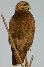 Buse variable