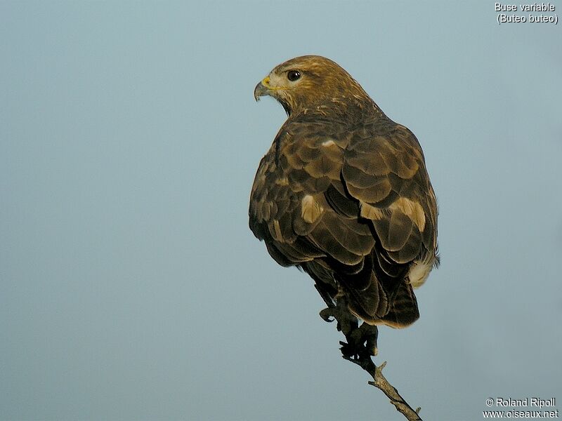 Buse variable