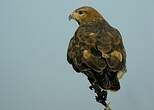 Buse variable