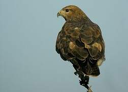 Common Buzzard