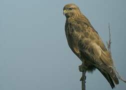 Common Buzzard