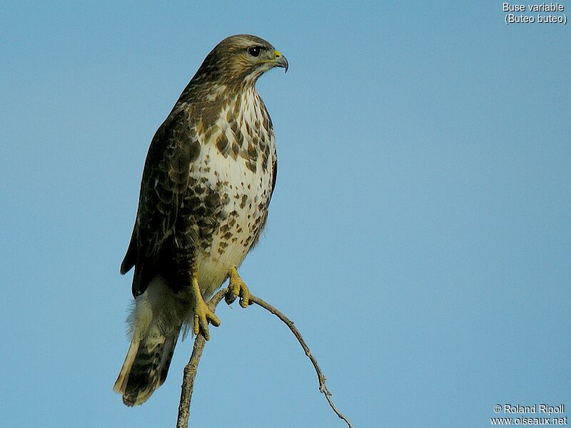 Common Buzzardadult post breeding