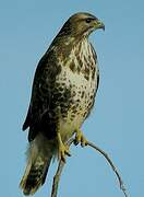 Common Buzzard