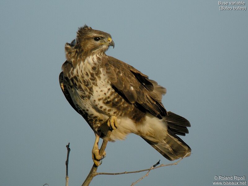 Common Buzzardadult post breeding