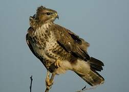 Common Buzzard