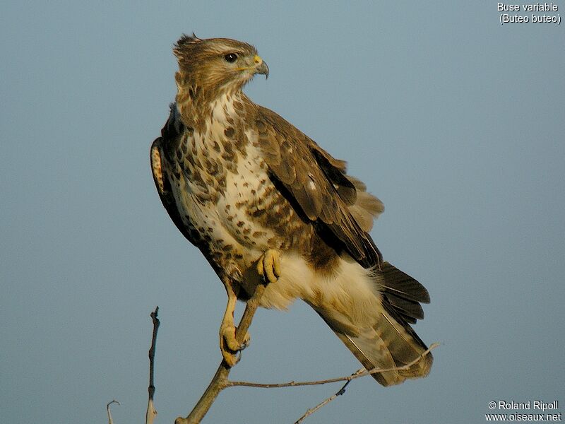 Common Buzzardadult post breeding