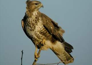 Buse variable