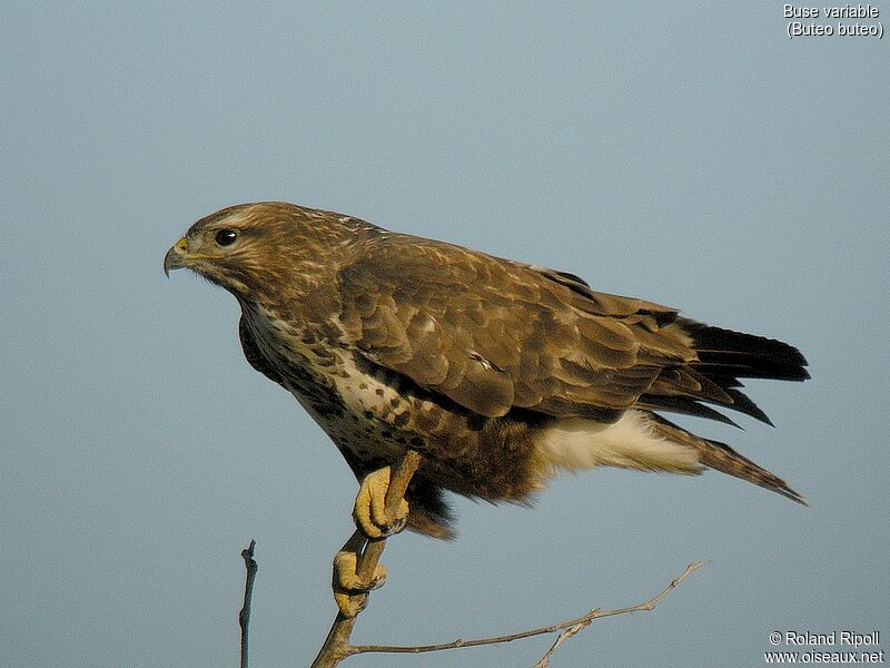 Common Buzzardadult post breeding