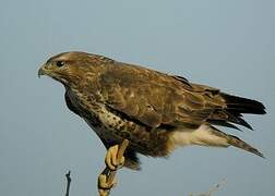 Common Buzzard