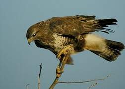 Common Buzzard