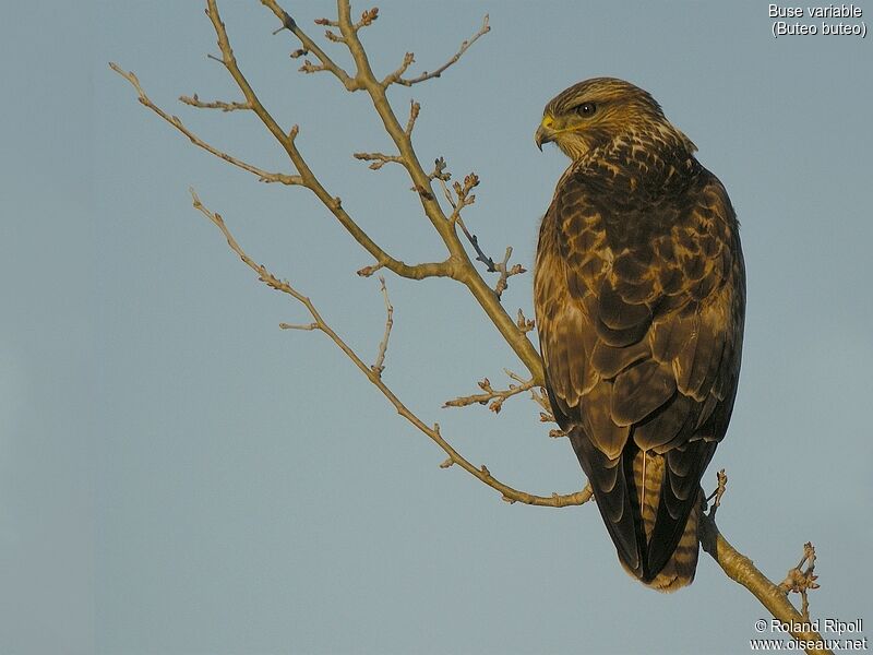 Common Buzzardadult post breeding