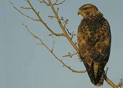 Common Buzzard