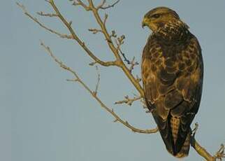 Buse variable