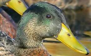 Mallard