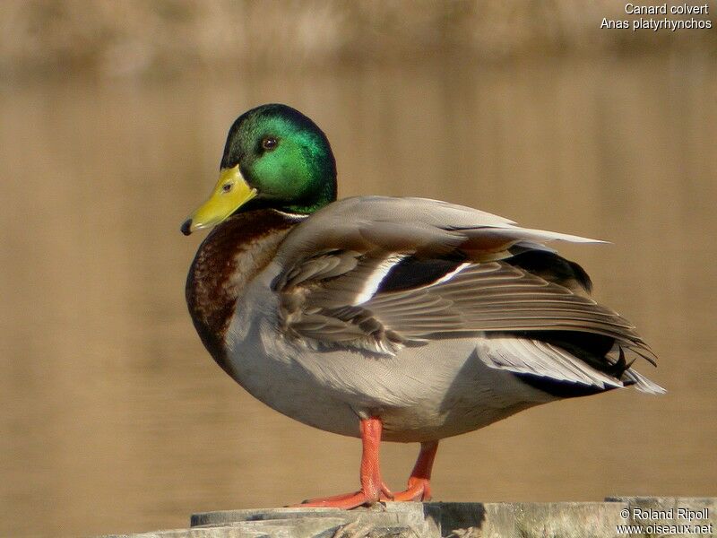 Canard colvert mâle adulte internuptial