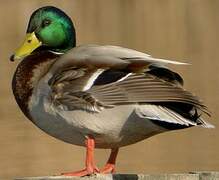 Canard colvert