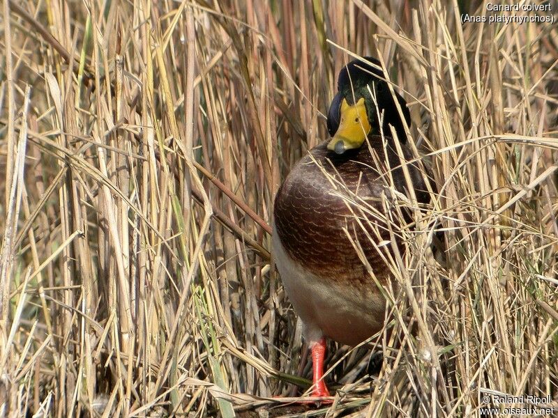 Mallard