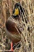 Canard colvert