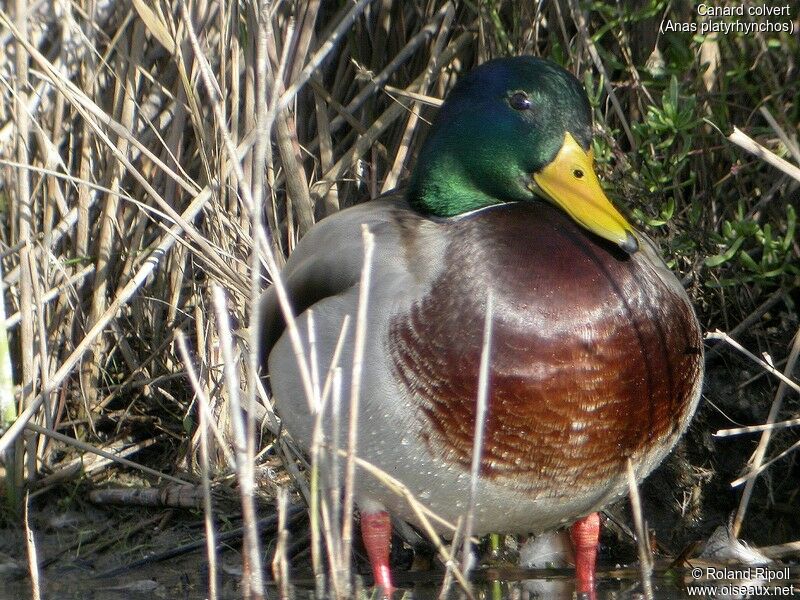 Canard colvert