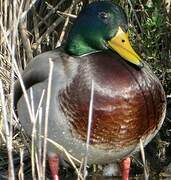 Mallard