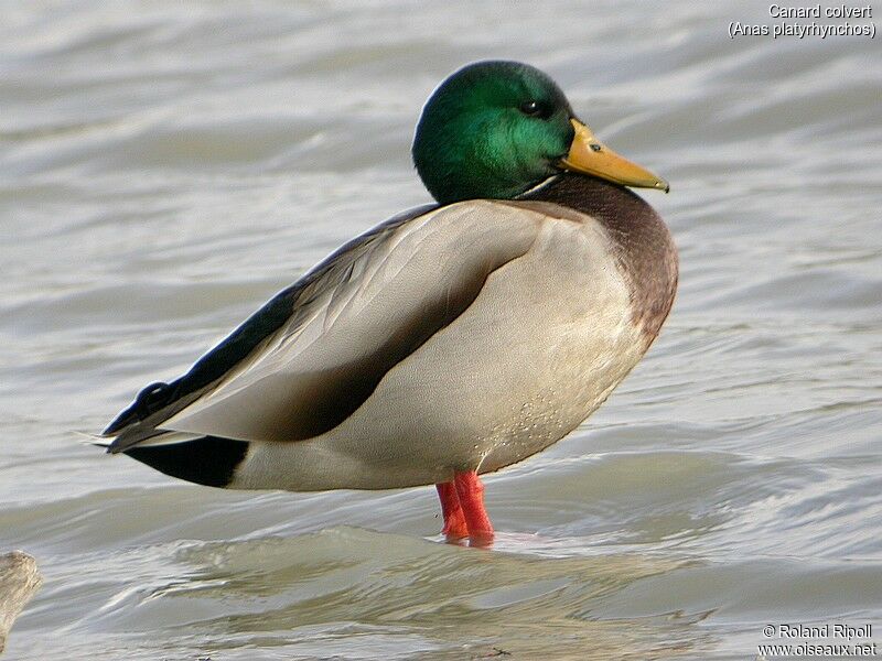 Canard colvert