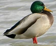 Mallard