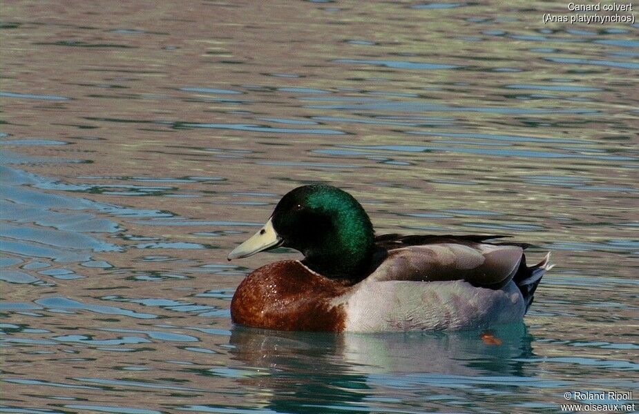 Mallard